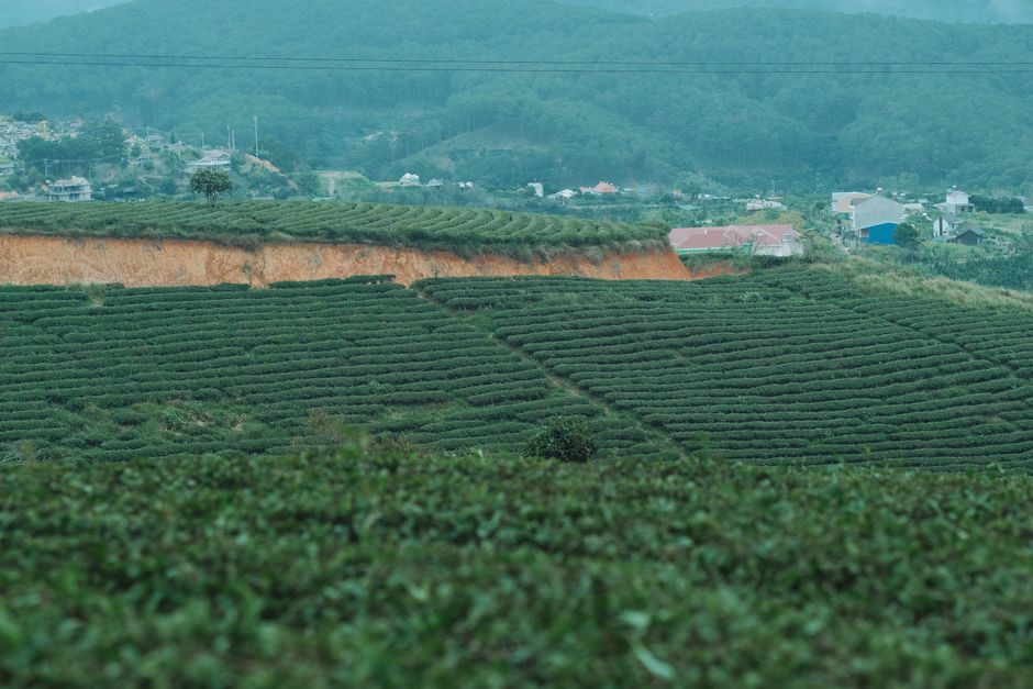 beautiful tea hills in Da Lat