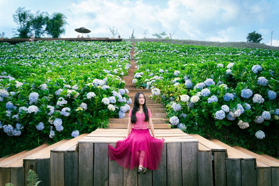 lavender field da lat