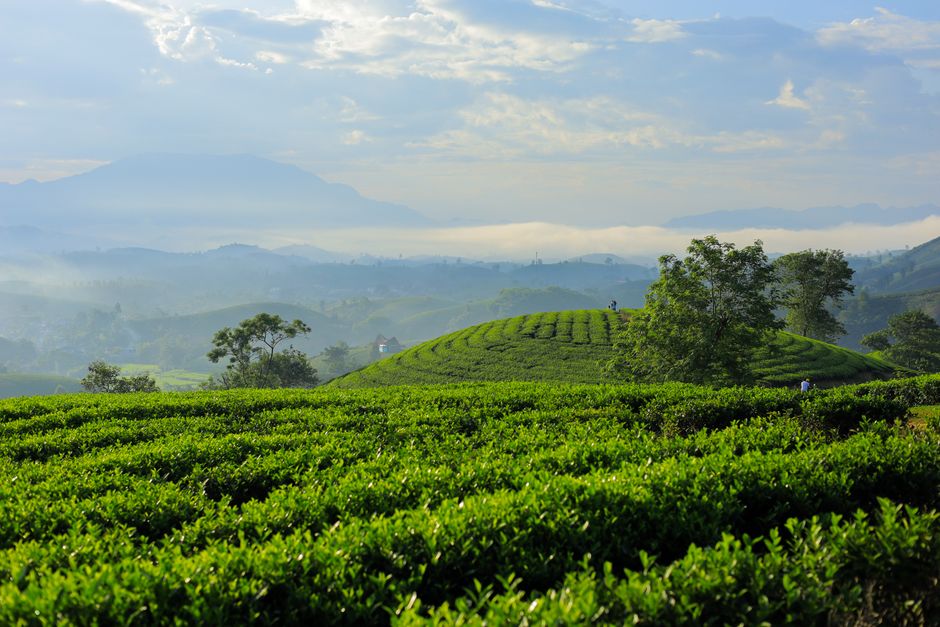 tea plantation da lat