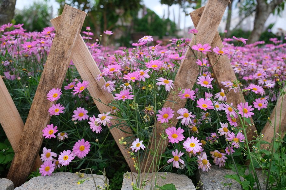 dalat flower garden